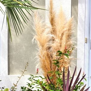 Natural Dried Pampas Grass 12-15 Stems 3-6' Lengths Amazing Event Decor